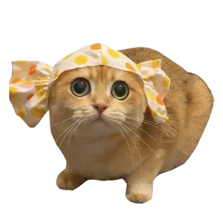 🥺 cat, kitten, animal, pet, domestic animal, cute, bonnet telegram sticker