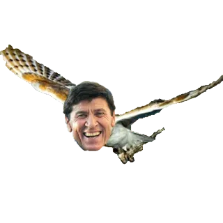 🦉 鸟, 男人, 幽默, 搞笑, 脸, 动物 telegram sticker