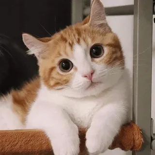 🐈 แมว, น่ารัก, สัตว์, สัตว์เลี้ยง, ลูกแมว, แมวบ้าน, สัตว์เลี้ยงลูกด้วยนม telegram sticker