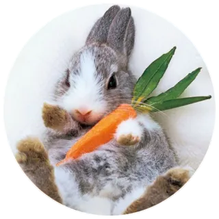 👉 rabbit, bunny, carrot, animal, cute, pet telegram sticker