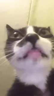 🐈 cat, animal, pet, tuxedo cat, portrait, funny telegram sticker