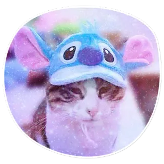 ☺️ Stitch cat, Stitch, hat, cute, animal telegram sticker