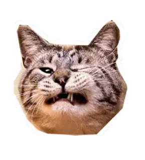 🐱 gato, animal, meme, gracioso, mascota, felino telegram sticker