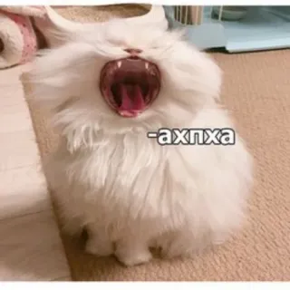 😂 -axnxa gatto, animale, sbadiglio whatsapp sticker