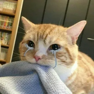 😭 kot, płacz, smutny, zwierzę, mem telegram sticker