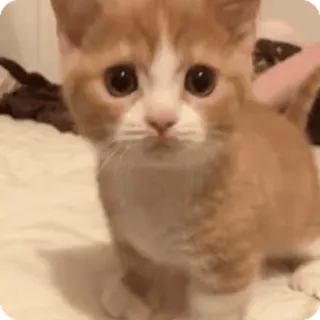 🐈 cat, kitten, cute, animal, pet, domestic whatsapp sticker