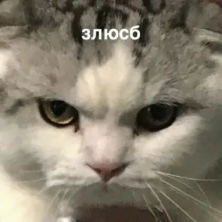 😤 злюсб kucing, marah, meme, binatang, hewan peliharaan, rusia telegram sticker