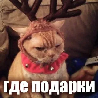 😡 где подарки cat, reindeer, christmas, meme, funny, animal, russian telegram sticker