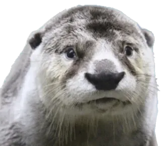 😔 otter, animal, wildlife, mammal, cute, nature telegram sticker