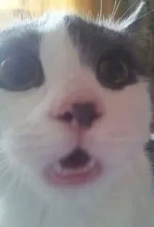 🌟 gato, animal, animal de estimação, chocado, surpresa, engraçado, meme telegram sticker
