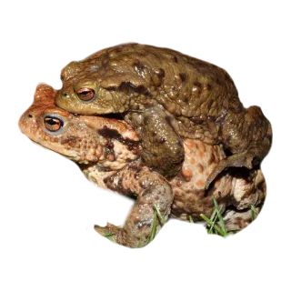 ❤️ toads, amphibians, mating, animals, nature telegram sticker