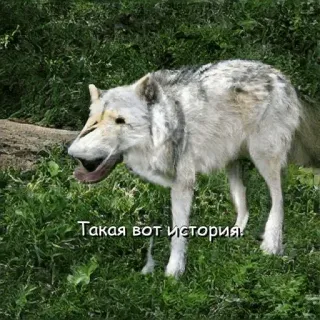 😉 Такая вот история! หมาป่า, สัตว์, ธรรมชาติ, มีม, รัสเซีย telegram sticker