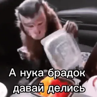 😋 monkey А нука брадок давай делись telegram sticker