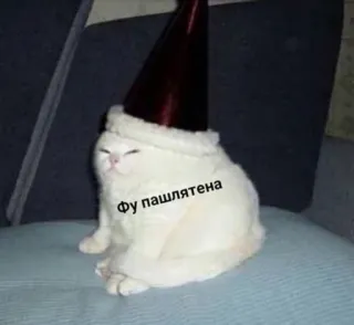 😑 Фу пашлятена Katze, Meme, Lustig, Tier, Russisch, Hut telegram sticker