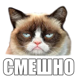 😐 Grumpy Cat СМЕШНО gato, gruñón, meme, gracioso whatsapp sticker