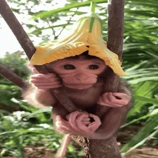 🌼 singe, bébé singe, fleur, animal, mignon whatsapp sticker