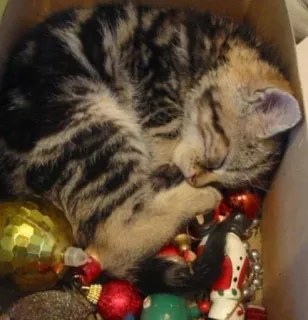 🤩 cat, kitten, christmas, ornaments, sleeping, cute, animal, feline telegram sticker