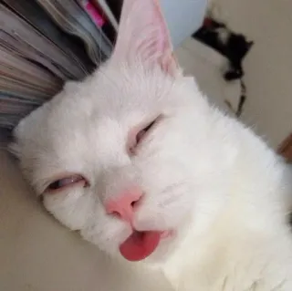 🖐 cat, animal, pet, white cat, tongue, cute, sleeping telegram sticker