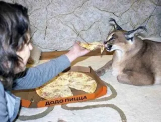🍕 ДОДО ПИЦЦА pizza, food, cat, caracal, dodo pizza telegram sticker