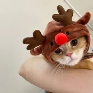 🤩 cat, reindeer, christmas, animal, pet, holiday telegram sticker