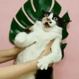 😦 cat, scared, animal, pet, funny, surprise, shocked, mammal telegram sticker