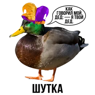 🦆 КАК ГОВОРИЛ МОЙ ДЕД:—Я ТВОЙ ДЕД.
ШУТКА duck, hat, joke, animal, bird, meme, funny whatsapp sticker