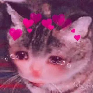 😊 真能相樣 cat, sad, hearts, crying, kawaii whatsapp sticker