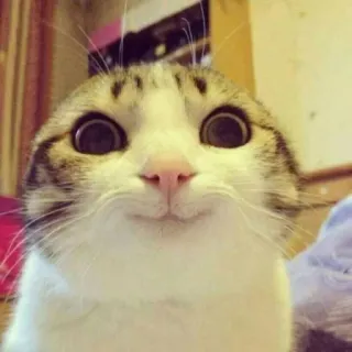 😊 gatto, animale, animale domestico, carino, divertente, meme telegram sticker