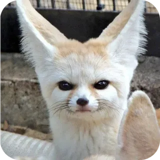 😡 telegram sticker