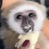 🐵