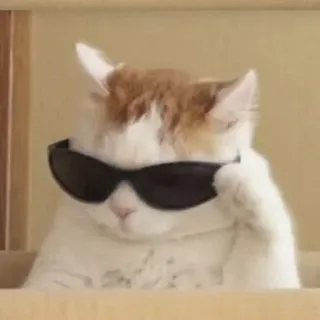 😎 кот, солнцезащитные очки, крутой кот, животное, питомец, домашнее животное telegram sticker