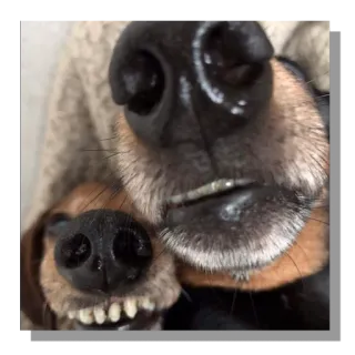 😎 dog, closeup, dachshund, animal, pet whatsapp sticker