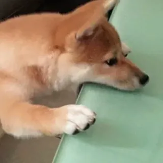 🥐 dog, animal, pet, shiba inu, puppy telegram sticker
