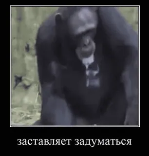 🚬 заставляет задуматься Affe, Affe, nachdenklich, Tier, Natur whatsapp sticker