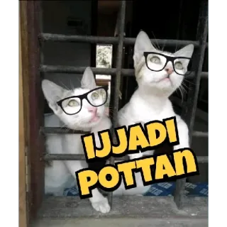 😂 IJADI POTTAN katten, bril, grappig, dieren telegram sticker
