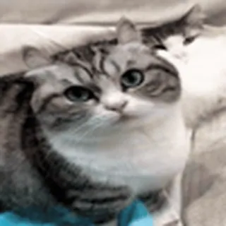 😺