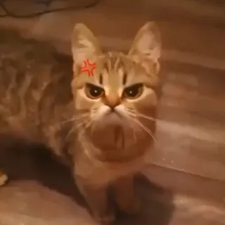 😠 chat, en colère, grincheux, félin, animal de compagnie, animal, chaton, mignon telegram sticker