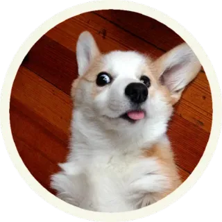 😋 собака, корги, смешной, животное, питомец whatsapp sticker
