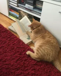 🍑 cat, reading, book, orange cat, animal, feline telegram sticker