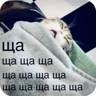 🫥 ща ща ща ща ща ща ща ща ща ща ща ща cat, sleeping, blanket, cozy, meme, russian telegram sticker