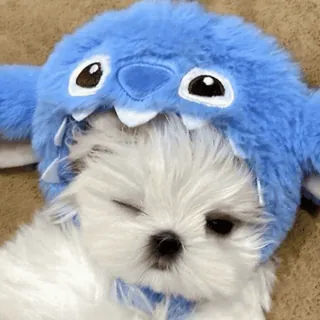 🌟 Stitch dog, puppy, Stitch, hat, cute, animal, pet telegram sticker