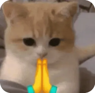 🌟 cat telegram sticker