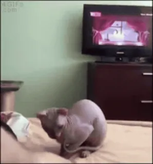 🐈 gatto, senza pelo, sphinx, tv, letto, animale telegram sticker