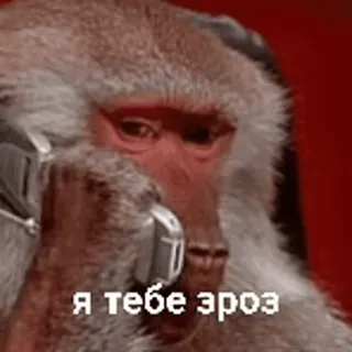 😶 я тебе зроз macaco, telefone, animal, conversa, russo telegram sticker