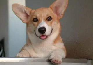 😋 corgi, anjing, hewan, peliharaan, imut, ramah telegram sticker