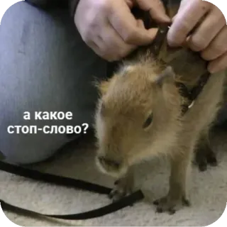 🤨 а какое стоп-слово? capybara, animal, animal de compagnie, russe, drôle whatsapp sticker