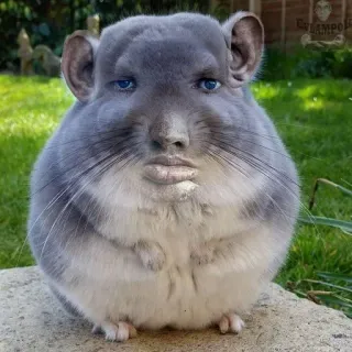😐 CHUMPO chinchilla, animal, rodent, funny, meme, cute whatsapp sticker