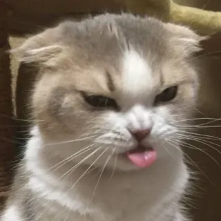 😠 chat, animal de compagnie, animal, mignon, langue, drôle, domestique whatsapp sticker