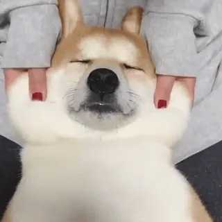 🥱 dog, shiba inu, pet, animal, cute, massage, relaxation whatsapp sticker
