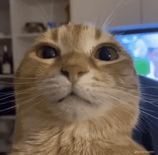 ⁉️ gato, animal, animal de estimação, close-up, animal doméstico, fofo, felino whatsapp sticker